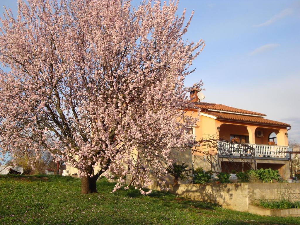 Apartments Alice Green Oasis - Poreč Zewnętrze zdjęcie